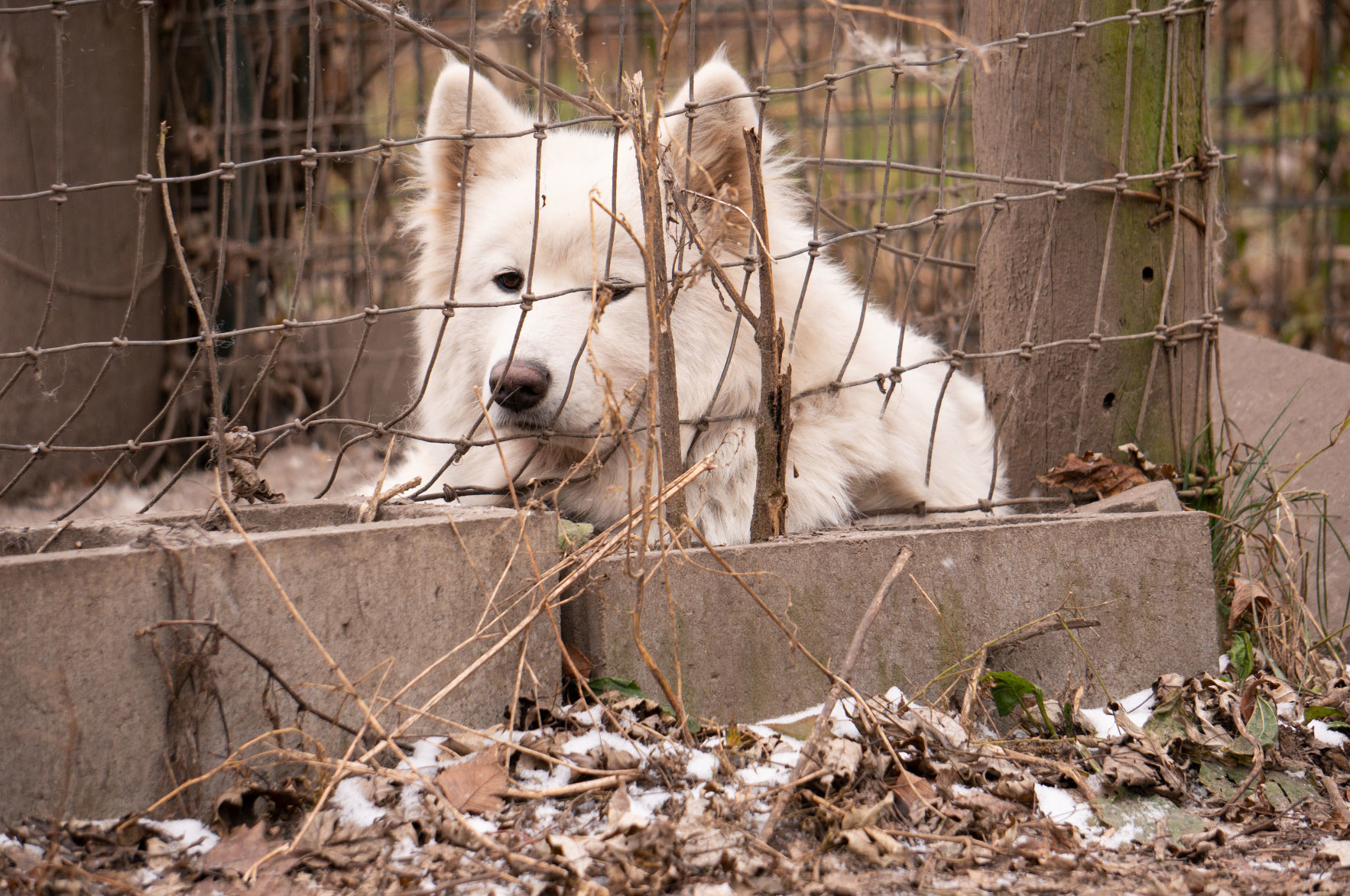 FIR_PuppyMill_WorthCo_IA_Nov1218_0078.JPG